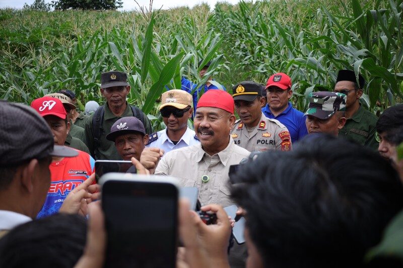 Panen Jagung dan Ikan di Poktan Tri Rukun Maluhu